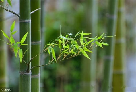 竹子種植|如何种植竹子